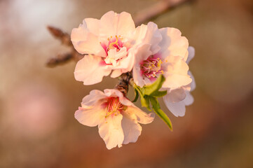 Fototapeta na wymiar Almond blossom on a farm in Cyprus in spring 4