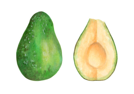 Fruit of whole avocado and halves.Watercolor and marker illustration.Hand drawn isolated on white background art.Botanical vegetable painting for food or cosmetics packaging design. Cookbook.