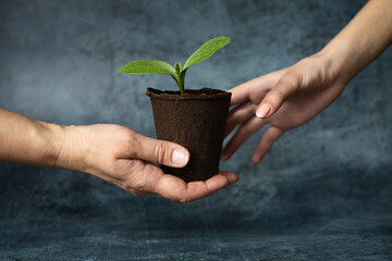 Hand of adult passes peat pot with green sprout of plant into young hand. Ecological problems. Enviroment protection