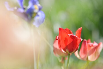 Fototapete bei efototapeten.de bestellen   