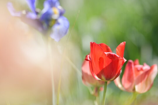 Fiori di giardino, tulipano rosso in mezzo ad un campo di fiori