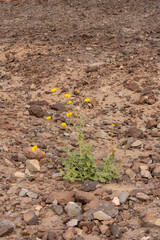 Yellow flower growing in the rugged and rocky desert ground.