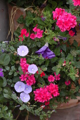 Fototapeta na wymiar Vervain, Verbena, red, purple, lilac, Petunia, Rote Verbene und Petunien, gemeinsam im Topf