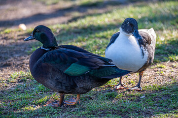 Black Swedish Duck & Pomeranian Duck on Grass