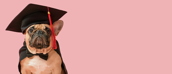 Cute dog in graduation hat on pink background with space for text