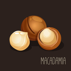 Vector illustration with macadamia nut.
 - obrazy, fototapety, plakaty