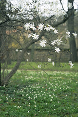 A beautiful tree with white flowers blooming on its branches can be found in a spring park, adding a touch of elegance to the natural landscape