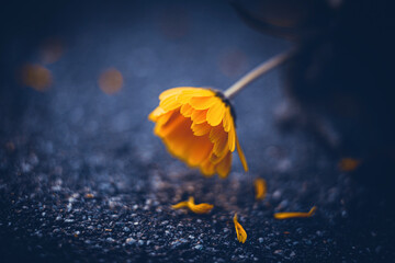 The yellow calendula flowers begin to fade, dropping their delicate petals to the asphalt. Autumn...
