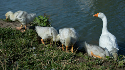 Geese on pond. Birds on lake. Geese on farm.