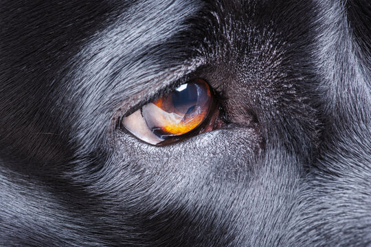 The eye of an adult dog is black. Macro photo of a labrador retriever's eye.