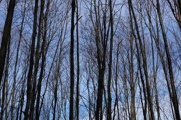 trees in the winter forest, nature series ...