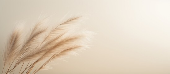Close-up of pampas grass on beige background with dark center edge, ideal for minimalist Scandinavian home decor and various design purposes.