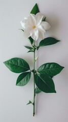 Obraz premium White gardenia flower on white background. Generative AI.