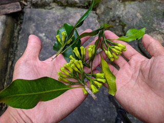photo of several fresh clove shoots that have just been picked in hand
