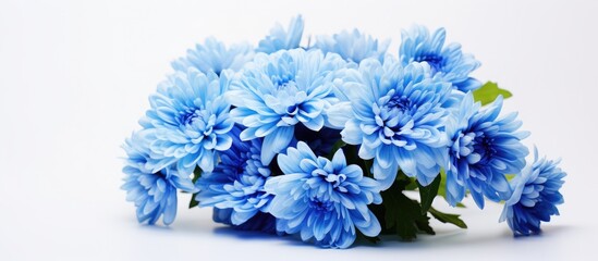 Obraz premium Close-up of a fresh bouquet of blue chrysanthemums on a white background, with space for text.