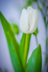Biały tulipan - wiosenne kwiaty