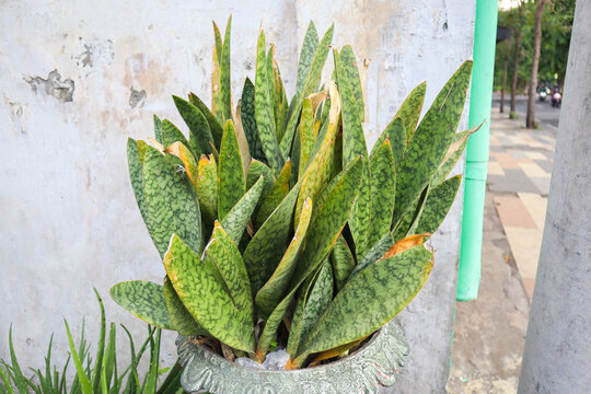 a sansevieria trifasciata plant on the white pot