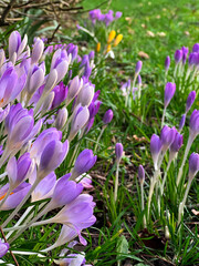 Beautiful purple crocus flowers growing on the ground in spring 
