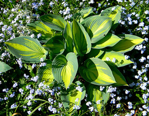 Hosta (funkia) bylina o ozdobnych liściach, odmiana June rosnąca na rabacie wśród niebieskich niezapominajek - obrazy, fototapety, plakaty