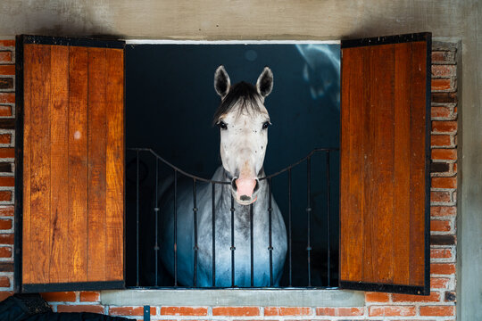 Caballo blanco de competencia dentro de su caballeriza