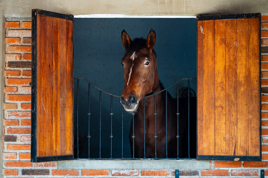 Caballo alazan de competencia dentro de su caballeriza
