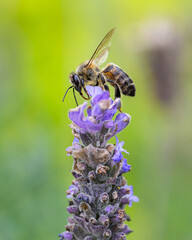 Acercamiento a abeja en flor de lavanda - obrazy, fototapety, plakaty