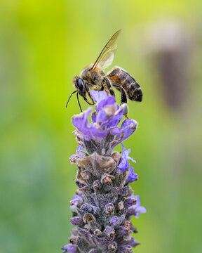 Acercamiento a abeja en flor de lavanda