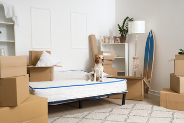 Beagle dog in bedroom on moving day