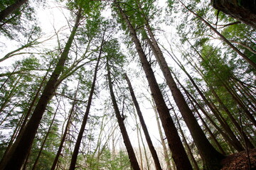 Whispering Cave, Hocking Hills State Park, Ohio