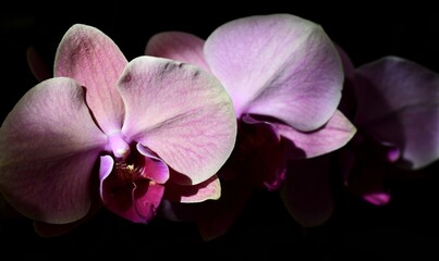 orchid on black