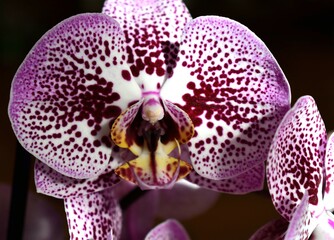 Spotted purple orchid flower