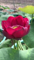 This pink lotus flower is a symbol of purity, peace, and enlightenment. It is often used in religious and spiritual practices.