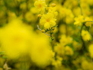 満開の黄色い花