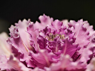 Tokyo, Japan - March 12,  2023:  Closeup of  ornamental or flowering cabbage or habotan