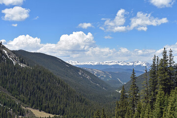 Colorado Rocky Mountain Pine Forest