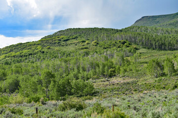 Fototapeta na wymiar Colorado Rocky Mountain Pine Forest