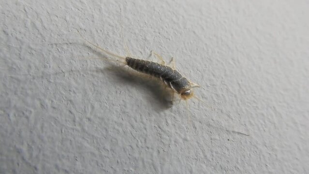 Silverfish or Lepisma saccharinum small insect moves its antennae in danger. Household pest.