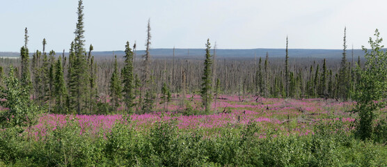 Spring flowers in tundra of Northwest Territories