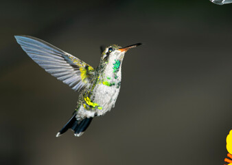 Hummingbird sucking from a feeder