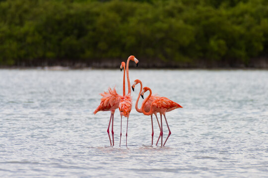 Cuatro coloridos flamencos en laguna yucateca 