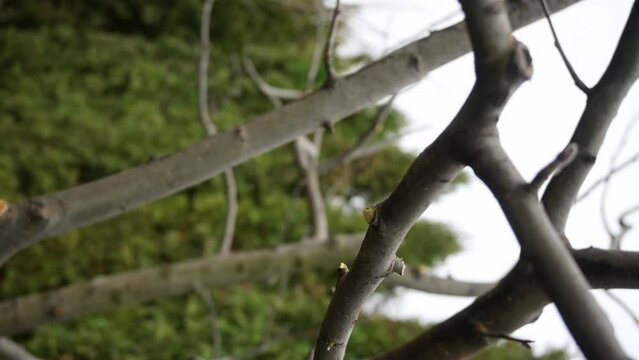 Spring pruning of trees. A man wearing gloves uses pruning shears.