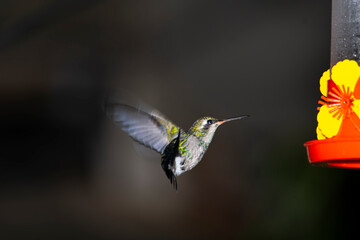Hummingbird sucking from a feeder