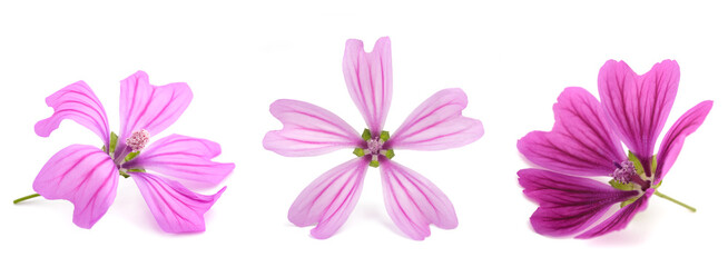 Mallow  flowers mix © Scisetti Alfio