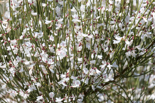 Blooming Shrub Retama (lat.- Retama raetam)
