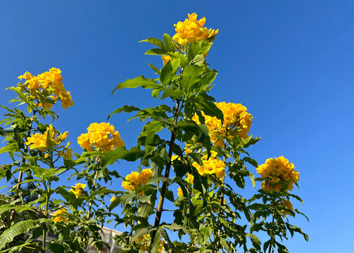 Yellow Trumpet Flower (lat.- Tecoma stans)