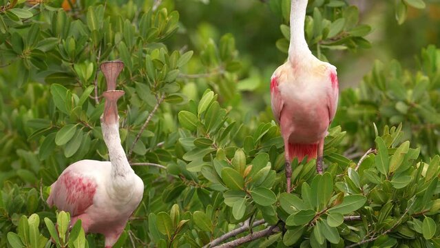 Roseate spoonbill (Platalea ajaja) courtship behavior.
