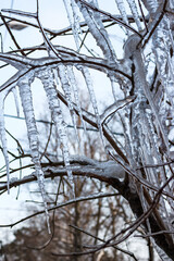 Large sharp icicles on tree branches after freezing rain