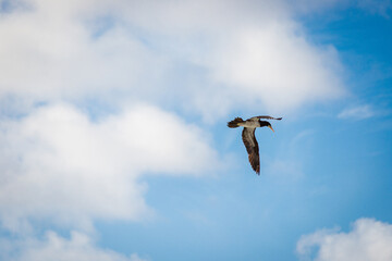 Ave Marinha - Fernando de Noronha - Pernambuco - Brasil