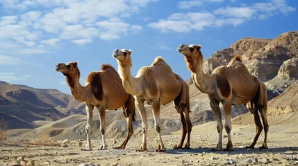 Fotobehang camel in the desert © Suparak
