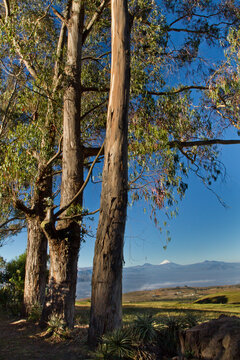 Paisaje Andino con bosque de eucaliptos